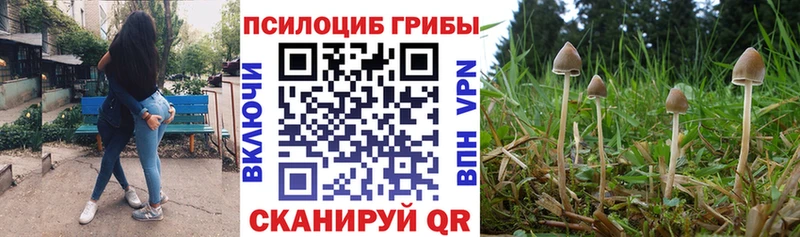 Псилоцибиновые грибы Psilocybe  как найти наркотики  Северск 